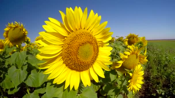 Kvetoucí zářivě slunečnice — Stock video