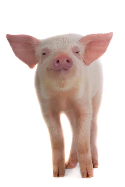 Милая маленькая свинья. — стоковое фото