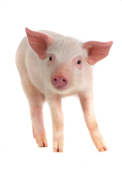 귀여운 작은 돼지 — 스톡 사진
