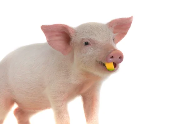 Niedliches Schweinchen — Stockfoto