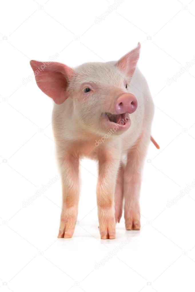 Cute little  pig