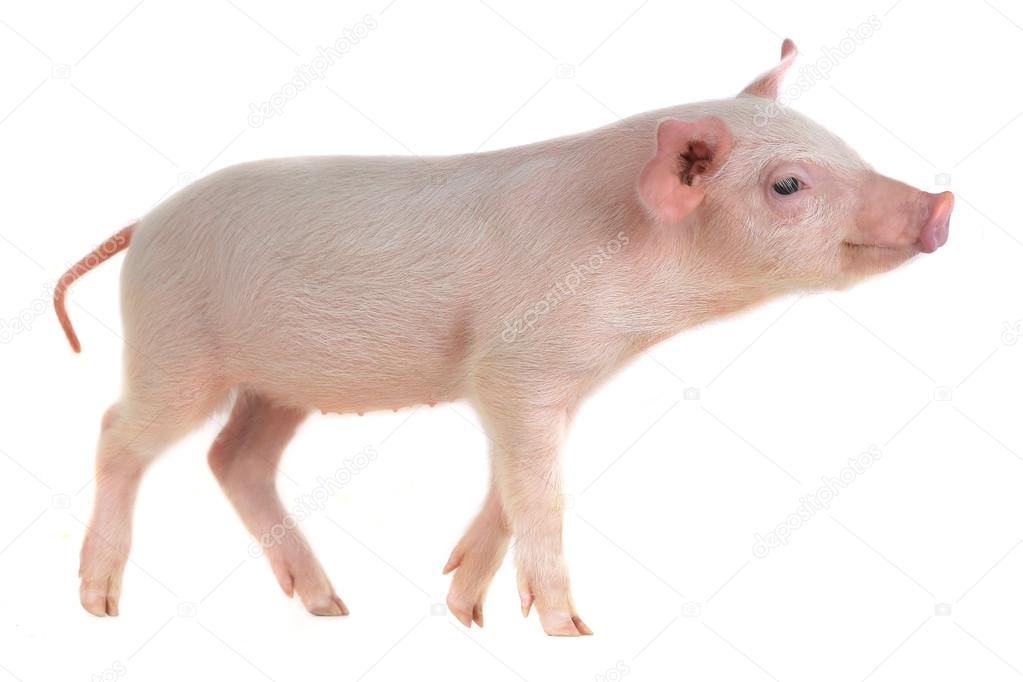 Cute little  pig