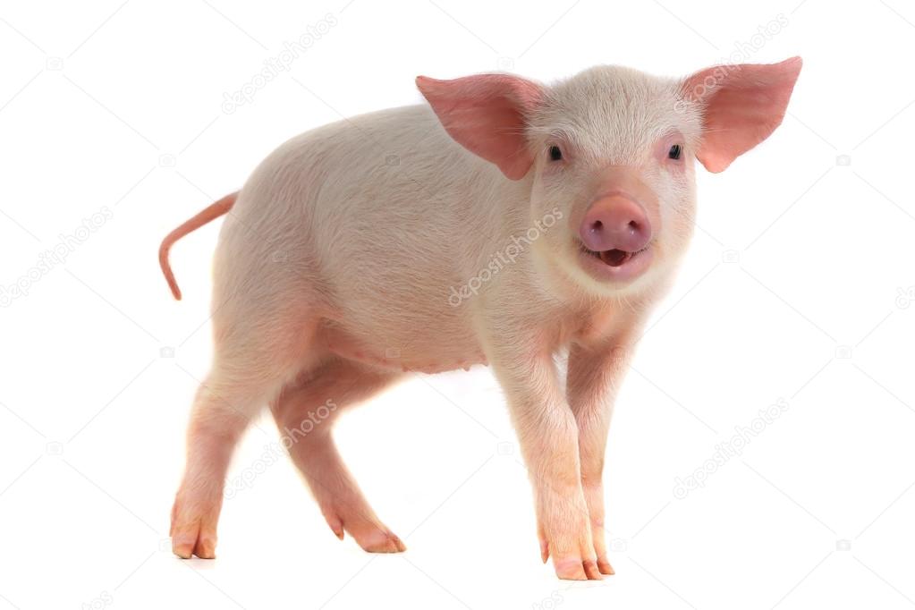 Cute little  pig