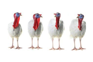 Grup Türkiye-sikler