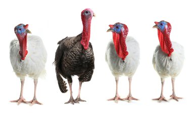 Grup Türkiye-sikler
