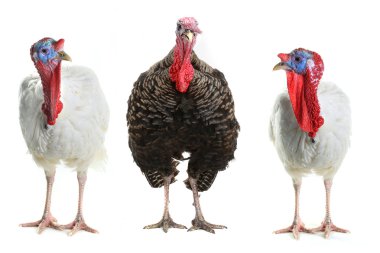 Group of turkey-cocks clipart