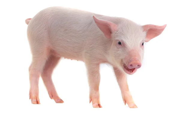Petit porc domestique — Photo