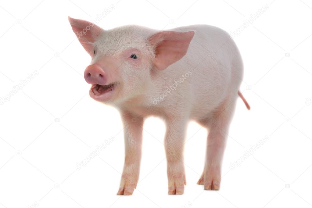 Little domestic pig