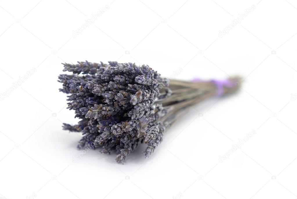 dry flowers of a lavender