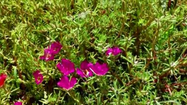 Çimlerde pembe çiçekler