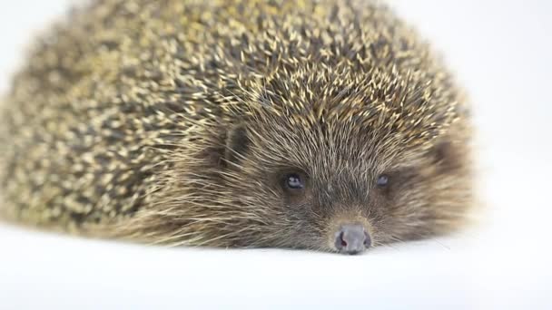 Schattig egel close-up — Stockvideo