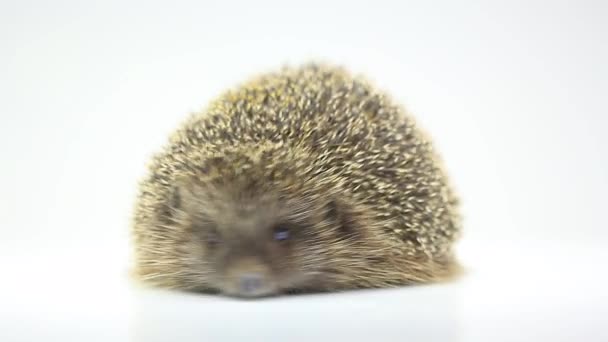Cute hedgehog close up — Stock Video