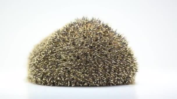 Cute hedgehog turns around — Stock Video