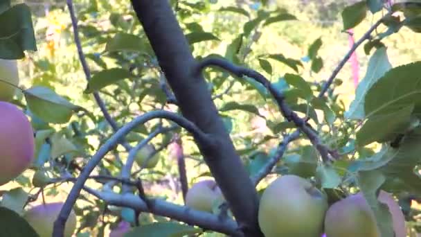 Manzanas maduras en las ramas — Vídeos de Stock