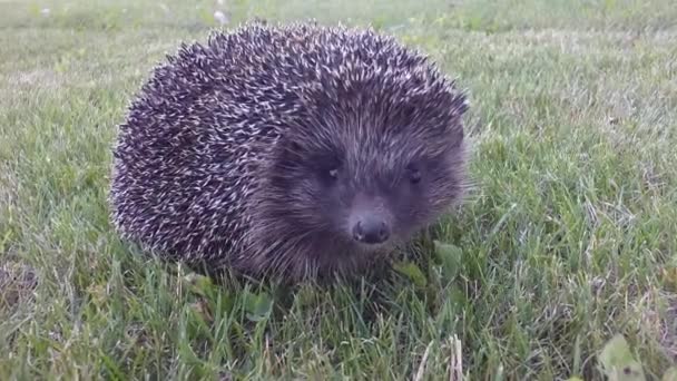 Hedgehog di rumput hijau — Stok Video
