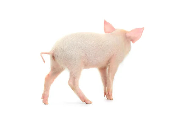 Little domestic pig — Stock Photo, Image