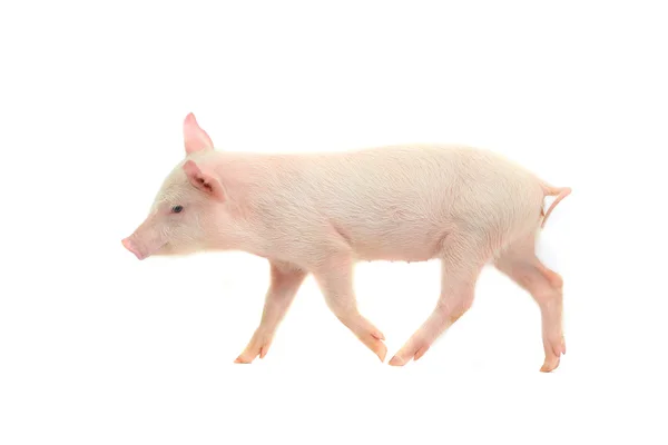 Little domestic pig — Stock Photo, Image