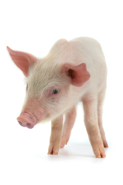 Little domestic pig — Stock Photo, Image