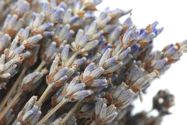 Länkning av torra blommor av en lavendel — Stockfoto