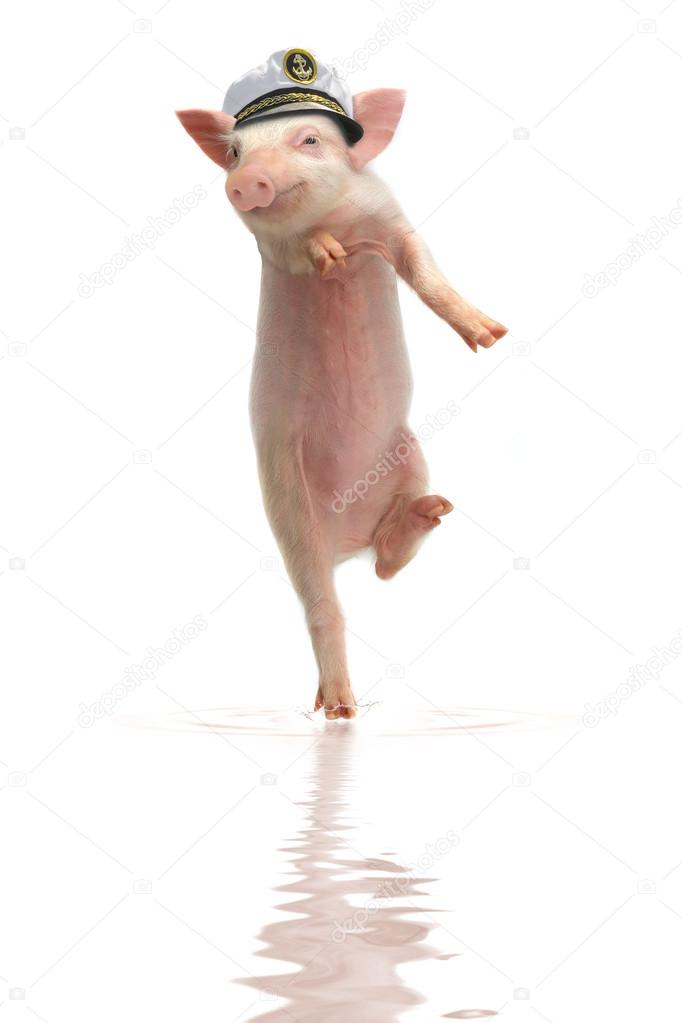 pig in sailor cap  on hind legs