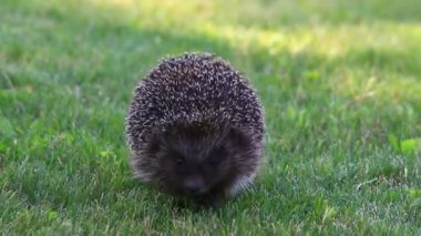 Yeşil çimlerde kirpi