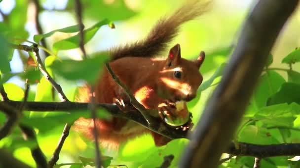 Écureuil manger sur la branche — Video