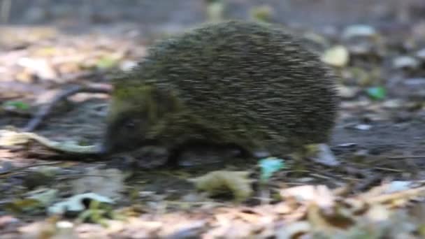 Hedgehog close up sobre a natureza — Vídeo de Stock
