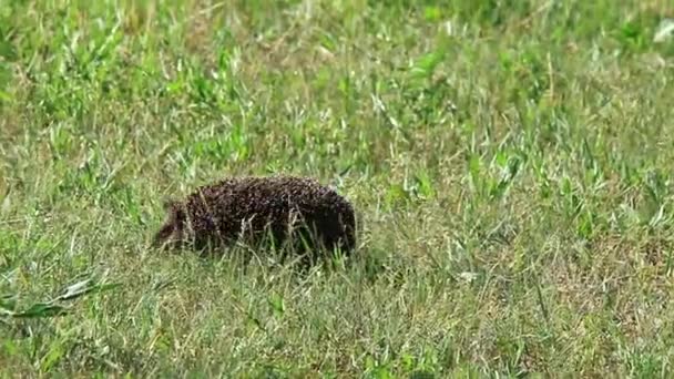 Hedgehog on green grass — Stock Video
