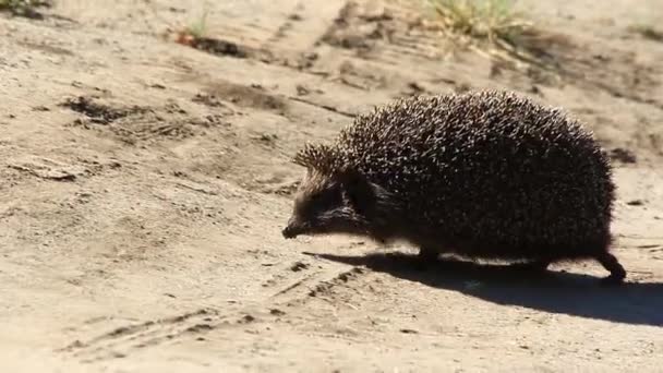 Hedgehog close up sobre a natureza — Vídeo de Stock