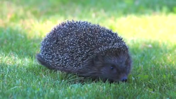 Hedgehog on green grass — Stock Video