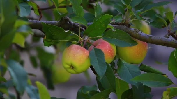 Reife Äpfel an den Zweigen — Stockvideo