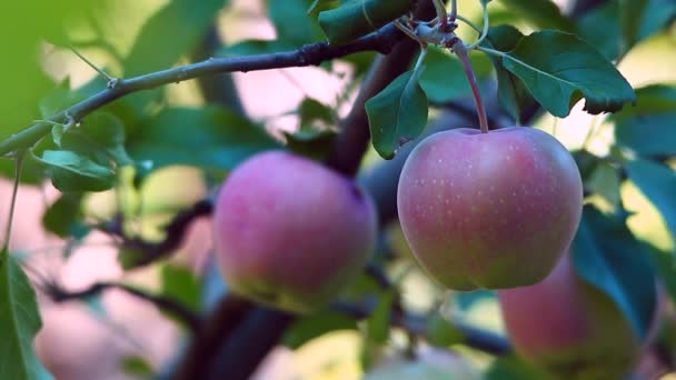 Спелые яблоки на ветвях — стоковое видео