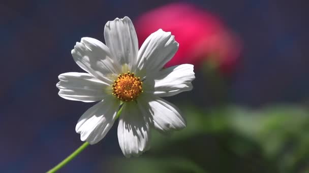 Mooie witte bloem — Stockvideo