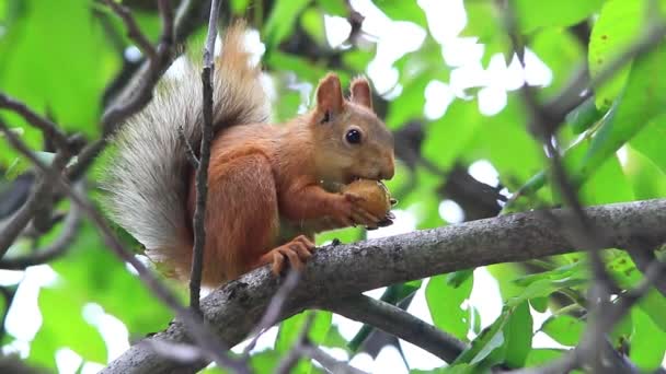 Ardilla comiendo en rama — Vídeos de Stock