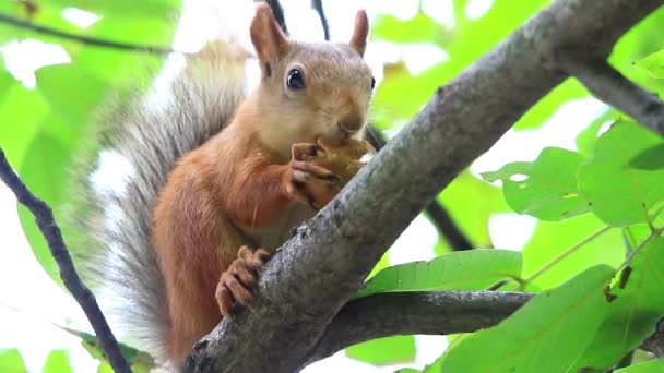 Eichhörnchen frisst auf Ast — Stockvideo