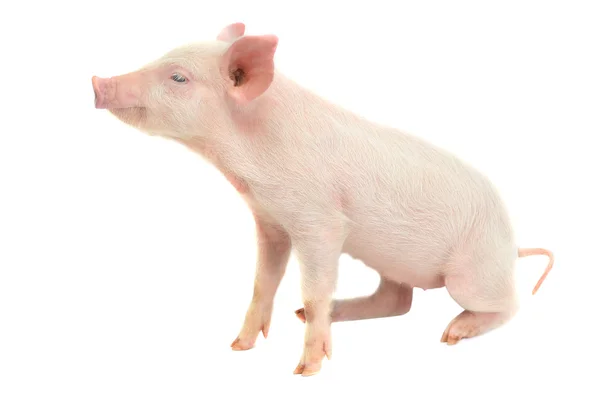 Cute little pig — Stock Photo, Image