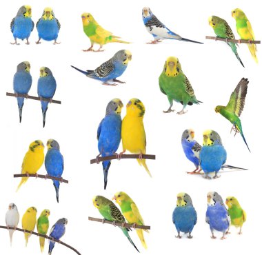 dallar üzerinde renkli budgerigars