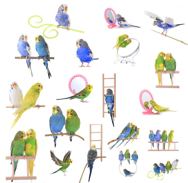 Collage of  colorful budgerigars