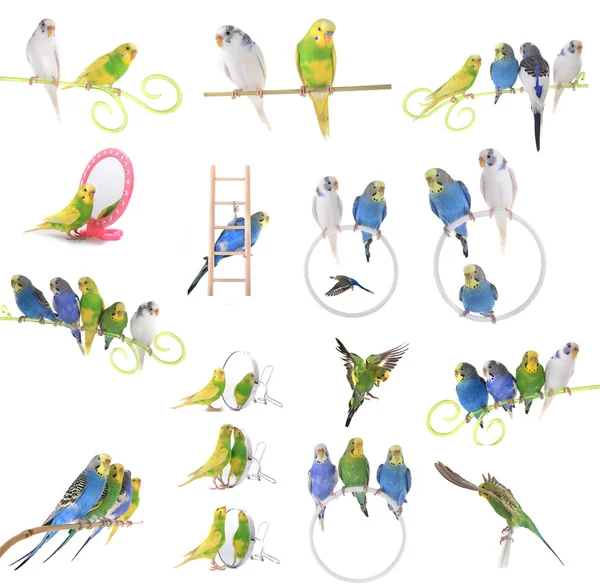 Collage of  colorful budgerigars — Stock Photo, Image