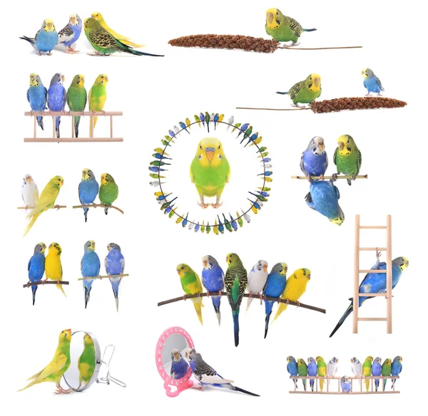 Collage di budgerigar colorati — Foto Stock