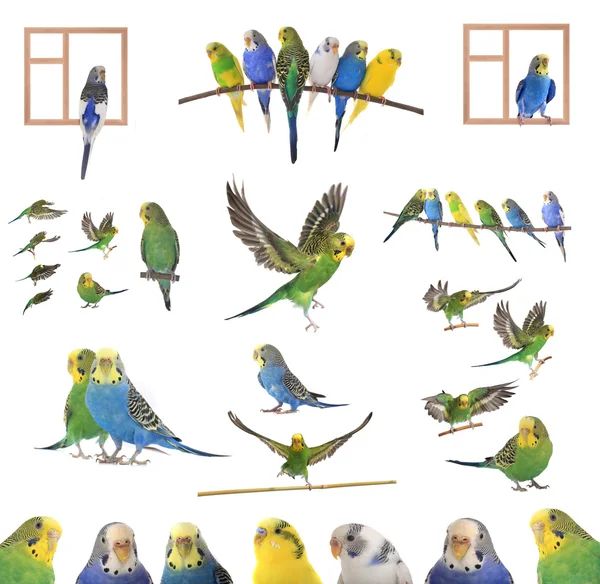 Collage of  colorful budgerigars — Stock Photo, Image