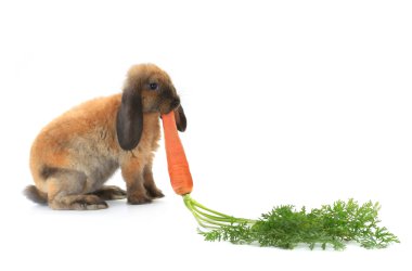 Kahverengi tavşan havuç ile