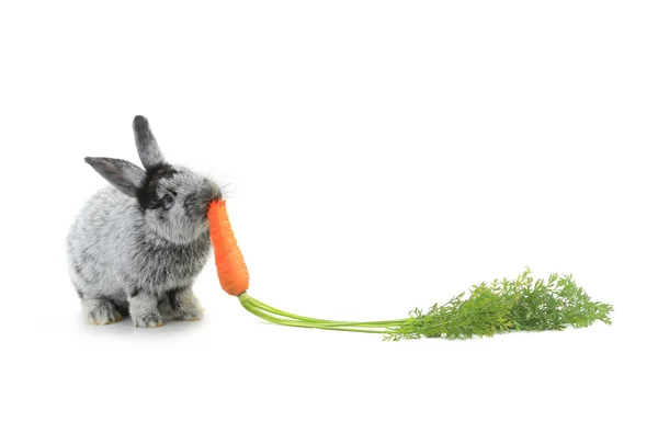 Gray rabbit with carrot — Stock Photo, Image