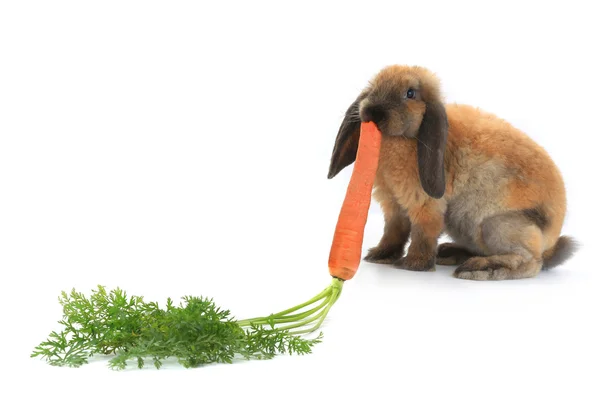 Coniglio marrone con carota — Foto Stock