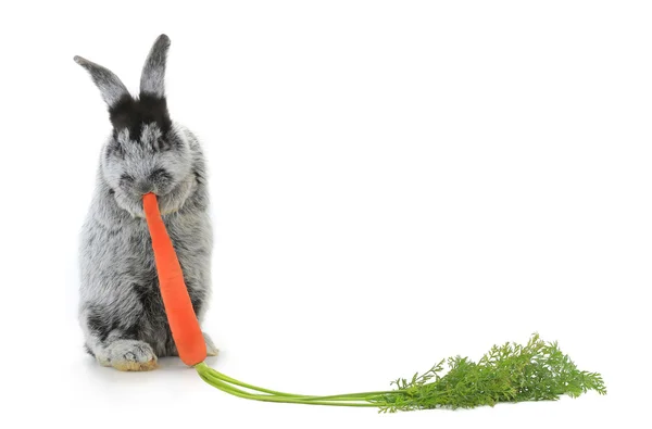 Gray rabbit with carrot — Stock Photo, Image