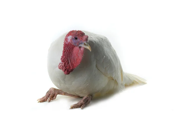 White domestic turkey — Stock Photo, Image