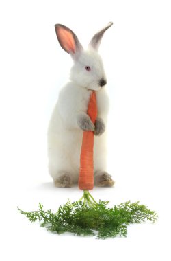 beyaz tavşan havuç ile