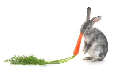 Havuçlu gri tavşan