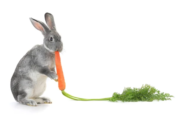 Gray rabbit with carrot — Stock Photo, Image