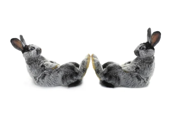 Two rabbit sits — Stock Photo, Image